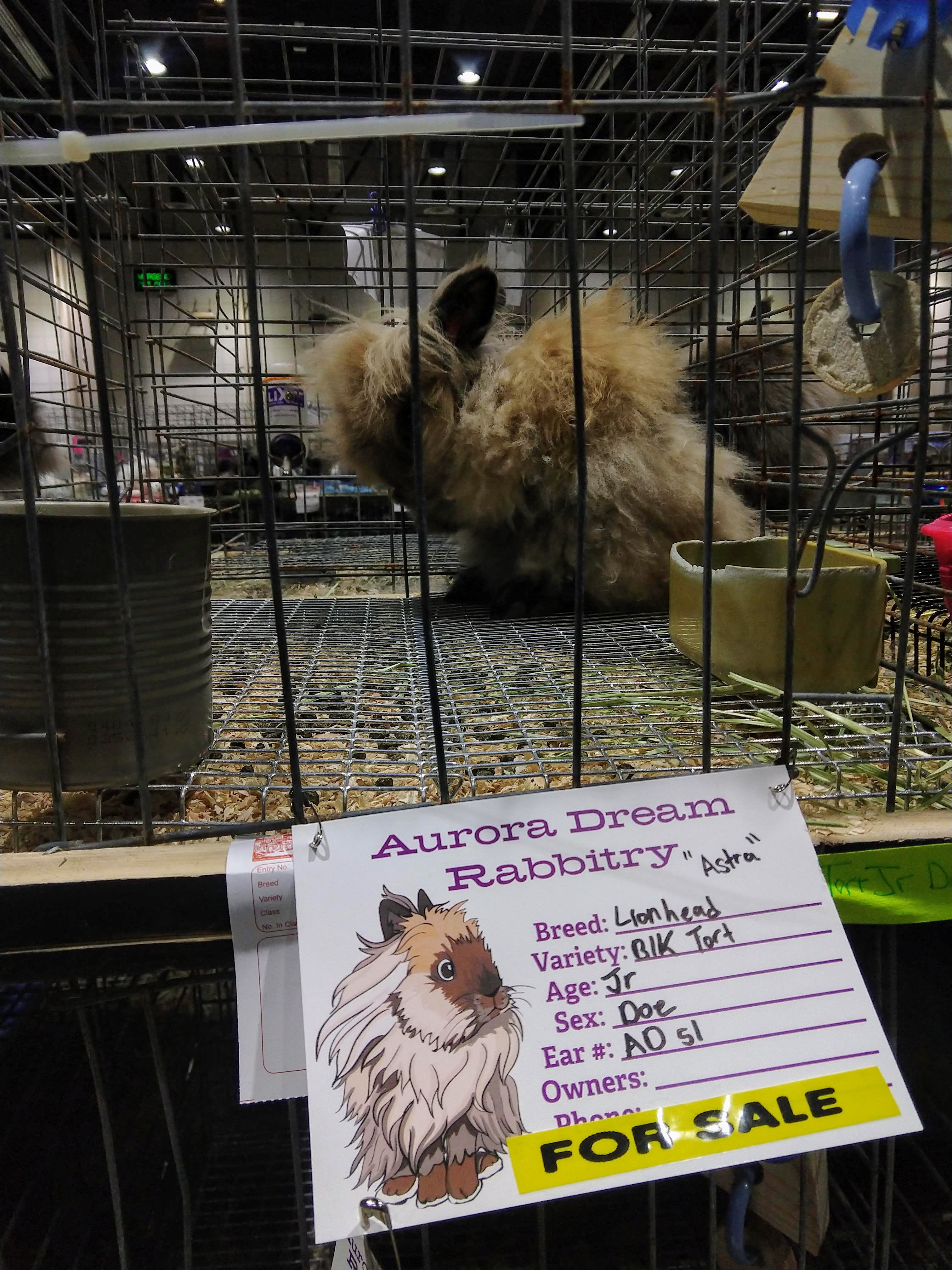 The image shows a fluffy rabbit inside a wire cage at a rabbit show. The rabbit has a light brown coat with a fluffy mane, characteristic of a Lionhead breed. A sign attached to the cage reads "Aurora Dream Rabbitry" and provides details about the rabbit named "Astra." The sign lists the breed as Lionhead, variety as Black Tort, age as Junior, sex as Doe, and includes an ear number. The cage contains a small food dish and a water container, with bedding visible on the bottom. The setting appears to be a rabbit show or sale event.